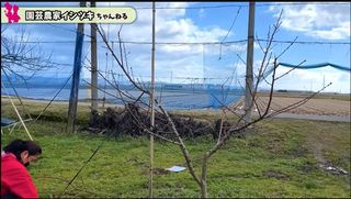 イシヅキ桃-20240424.jpg
