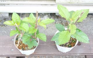 実生ぶどう-02-20230619.jpg