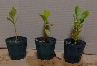 実生柑橘1-20231220.jpg