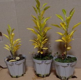 実生柑橘2-20231220.jpg