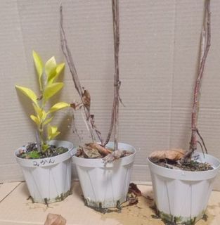 実生柑橘3-20231220.jpg