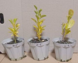 実生柑橘4-20231220.jpg