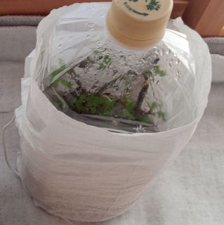 }؂Q-20230315.jpg