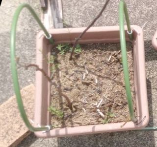 果樹ーりんご挿し木-001-20240415.jpg