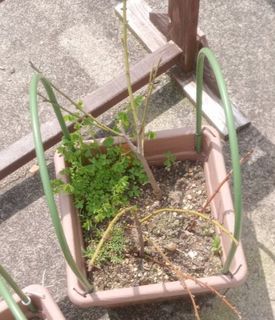 果樹ー梅挿し木-001-20240415.jpg