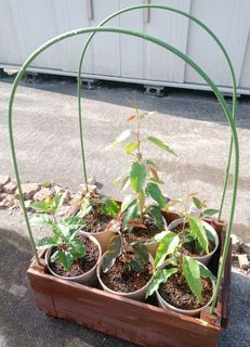 果樹箱-001-20230601.jpg