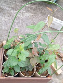 果樹箱-002-20230615.jpg