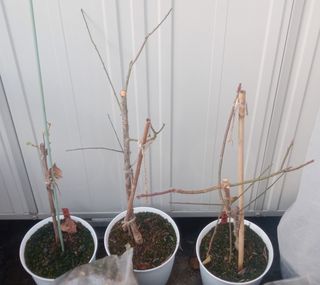 鉢植え2-20230101.jpg